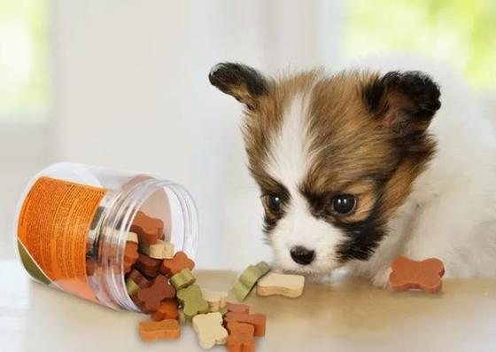 I denti di cura del cane che masticano l'ossequio dell'animale domestico degli spuntini lavorano 380V o la tensione a macchina personalizzabile