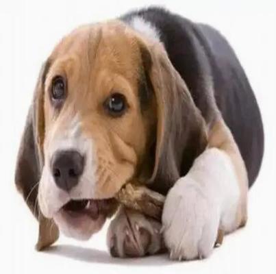 L'animale domestico 100KW mastica la linea di produzione per salute dei denti dei cani